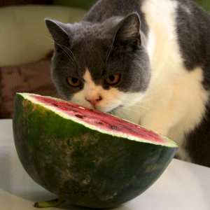 Jeeves likes watermelon, too.